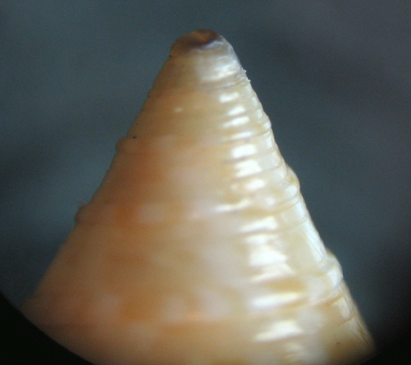 Calliostomi